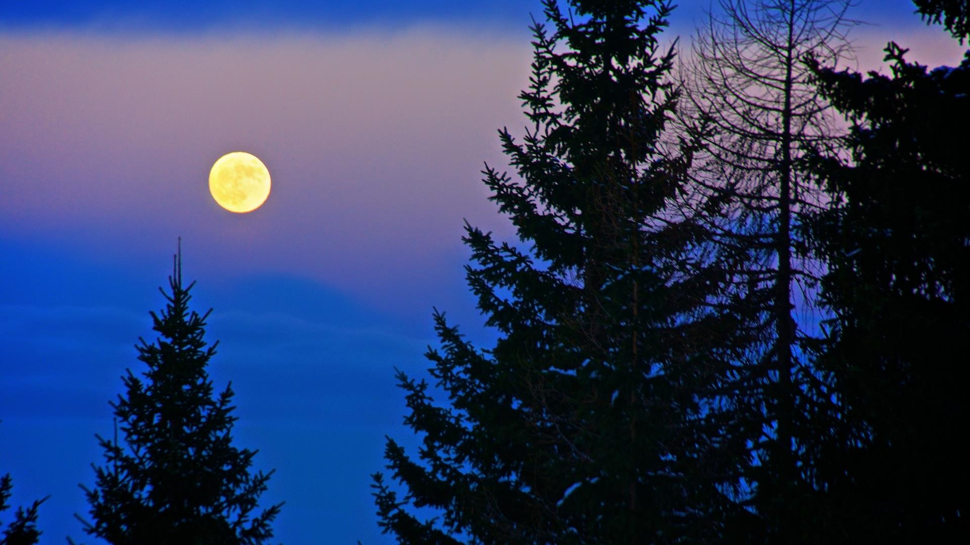 gozdna_terapija_ob_polni_luni_velnes_ajsa (2)